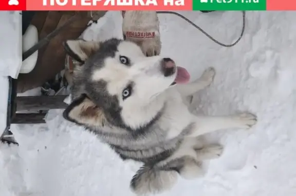 Собака найдена на Теплично-Комбинатской улице