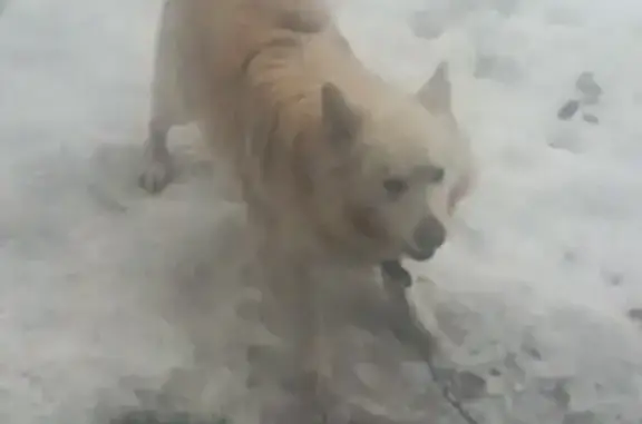 Пропала собака Бим в Арзамасе, Нижегородская область