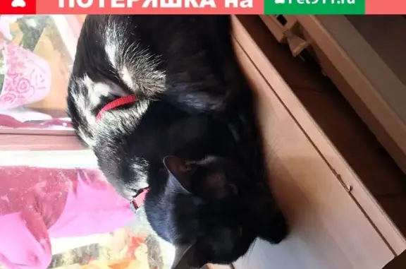 Пропала кошка Сёма в СНТ Искожовец, Тверская область