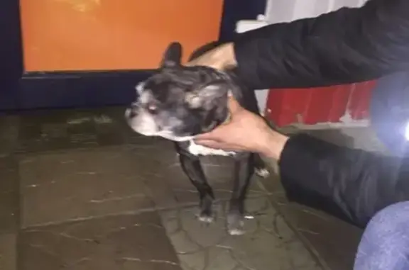 Найдена собака в Бежице, возле Магнита