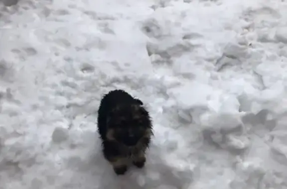 Найдена собака, Строитель, фото: Найден щенок в мкр Крапивенский-1, г. Строитель