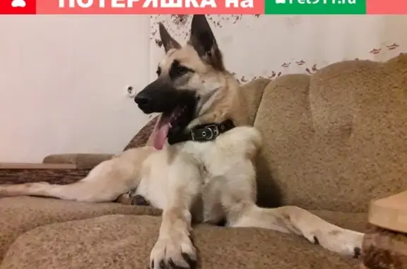 Пропала собака Молли в поселке Солонцы, Красноярский край