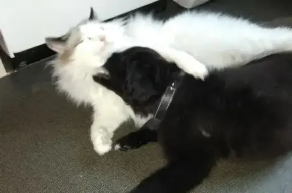 Кошки потеряшки, Новосибирск, фото: Потеряшка кошка на Ветлужской 18