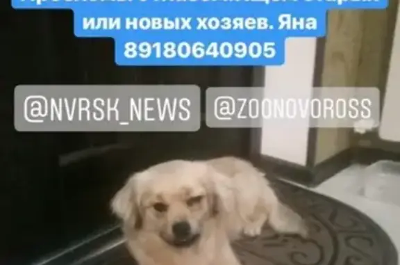 Найдена собака в Изумруде, Новороссийск