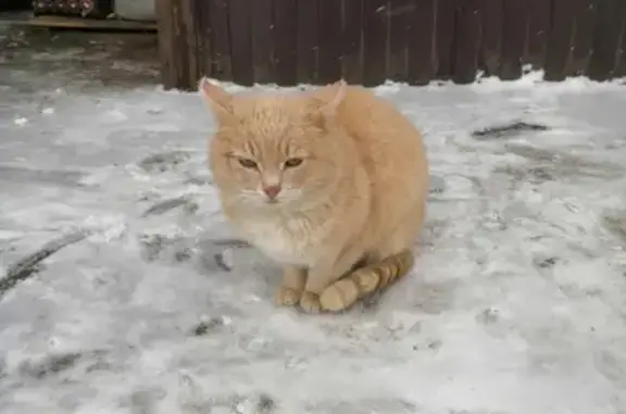 Найден кот на улице Сергея Лазо, 36