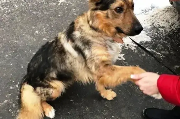 Найдена собака в Щербинке