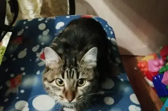 Пропала кошка Милаша в Стерлитамаке, Республика Башкортостан