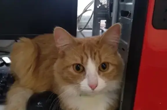 Найдена рыжая кошка с ошейником на Ул. Еловая 98