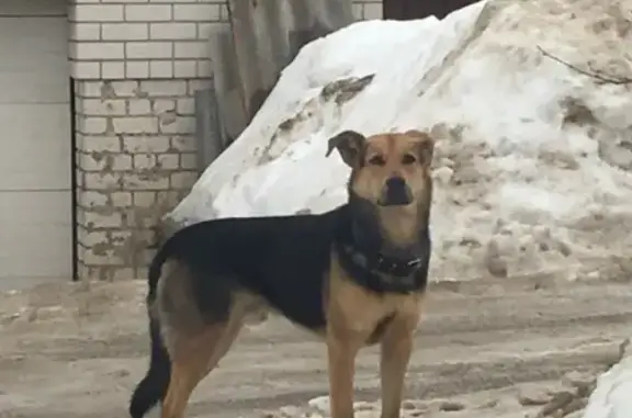 Собака найдена на Транспортной улице в Воронеже
