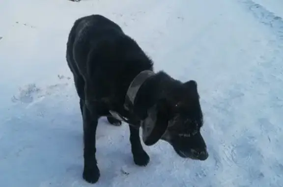 Потеряна черная собака в Красноярске, мкр. Солнечный