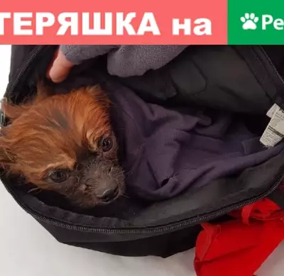 Найдена собака в Москве, контакты в описании