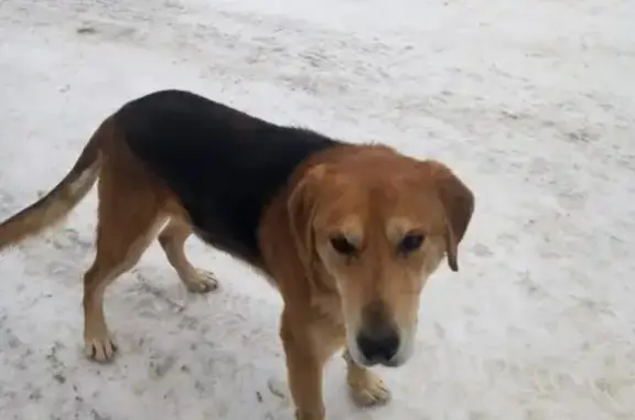 Найден пёс в районе китайского завода в Муроме