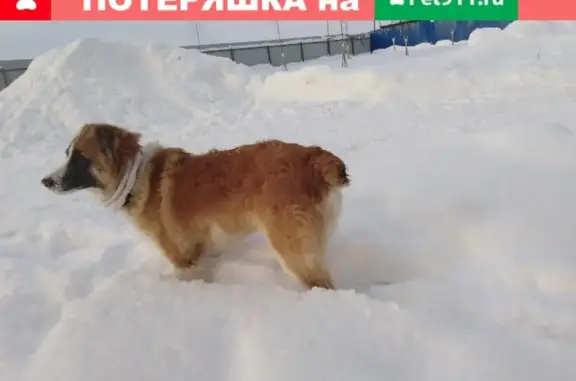 Пропала собака Рэни в Санкт-Петербурге.