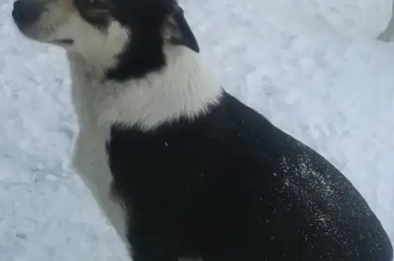 Пропала собака Зита в районе Дзержинского сада, Новосибирск
