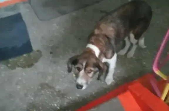 Найдена собака на ул. Челюскинцев, 101
