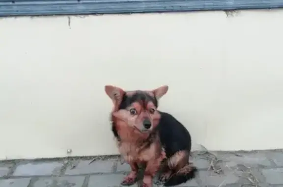 Найдена собака возле магазина 