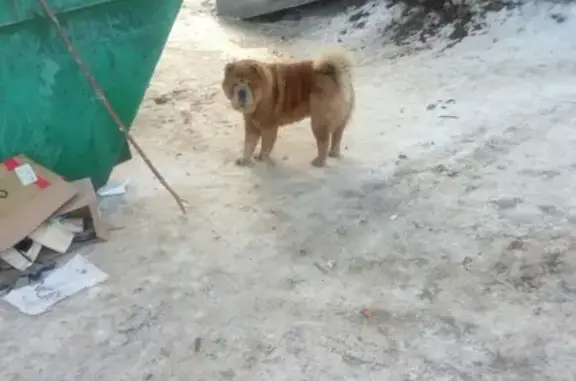 Найдена собака около мусорки в Волгограде