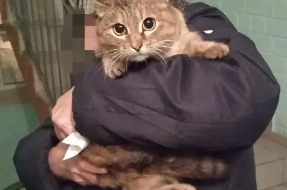 Найдена кошка на Верхосунской, 21