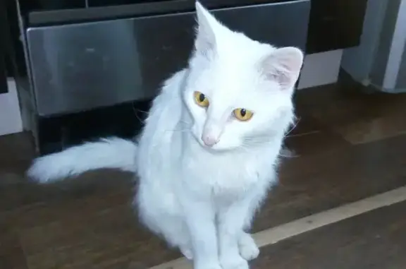 Найден котик в Обнинске, район Маркса 104