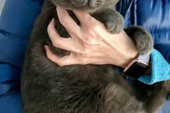 Найден серый кот с зелеными глазами в Тригуляе, Тамбов.
