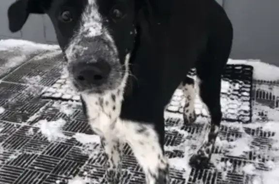 Собаки потеряшки, Кострома, фото: Потеряшка собака в Костроме на улице Ленина, 72