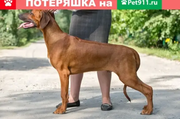 Пропала собака родезийский риджбек, Темрюкский район, Краснодарский край