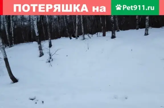 Найдена собака в парке Тропарево, Юго-Западный округ