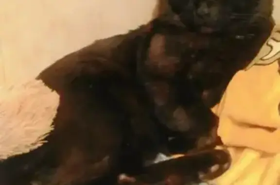 Кошки потеряшки, Новосибирск, фото: Потеряшка черная кошка на ул. Советская, 20