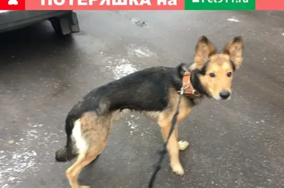 Найдена собака в д. Путилково, МО, контакты внутри