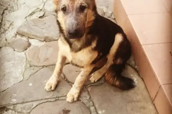 Собаки потеряшки, Сочи (Краснодарский край), фото: Потеряшка собака на ул. Донская, 3 в Сочи