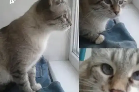 Найдена кошка на Чернышевского 10 в Саратове