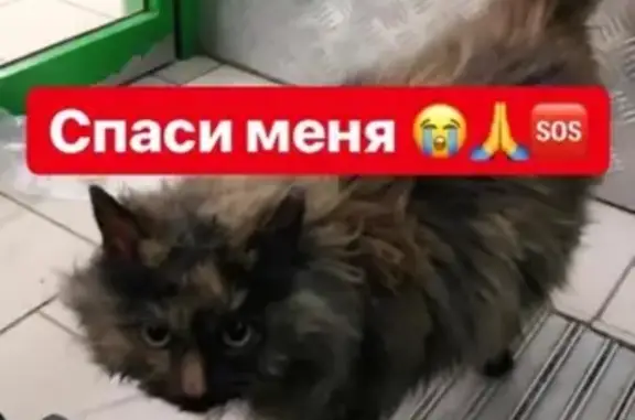 Найдена кошка в Красногорске, МО - срочно нужна помощь!