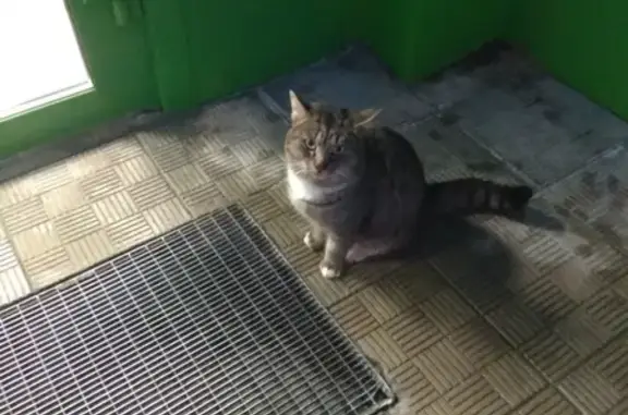 Найден домашний кот в Орехово-Зуево