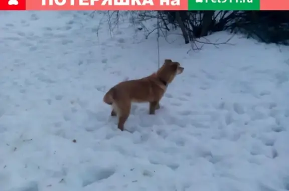 Пропала собака на Заводском переулке, контакт Светлана