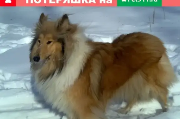 Пропала собака породы Колли в районе села Абрамово, Нижегородская область