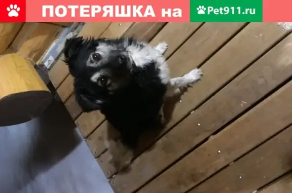 Пропала собака в деревне Ключи, Пензенский район