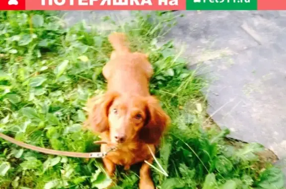 Пропала собака Соня в Кохме, Ивановская область