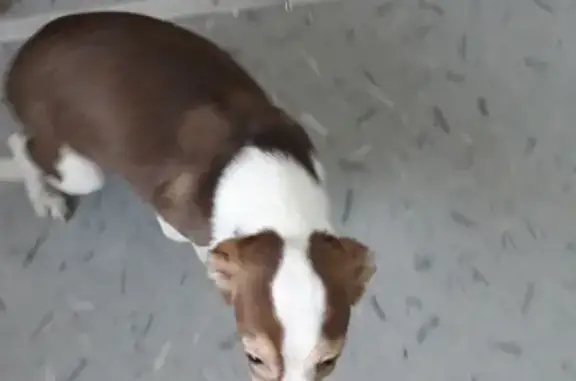 Найдена собака в Кемерово, ищем хозяина
