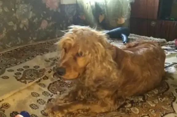 Найдена собака в Майкопе, район пивзавода