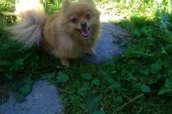 Пропала собака породы померанский шпиц в Ижевске, ул. Азина