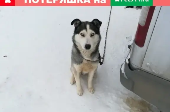 Потерянные животные Иваново, фото: Пропал кобель Норд в Иваново, пос. Дальний, ул. Грачевская