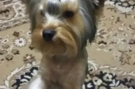 Собаки потеряшки, Малый Корчуган, фото: Потеряшка йоркширский терьер Кекс в Топкинском районе