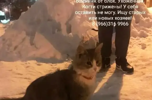 Найдена кошка в Балашихе с красным ошейником!