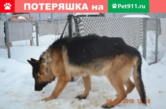 Найдена собака в г. Скопин, нужна помощь!