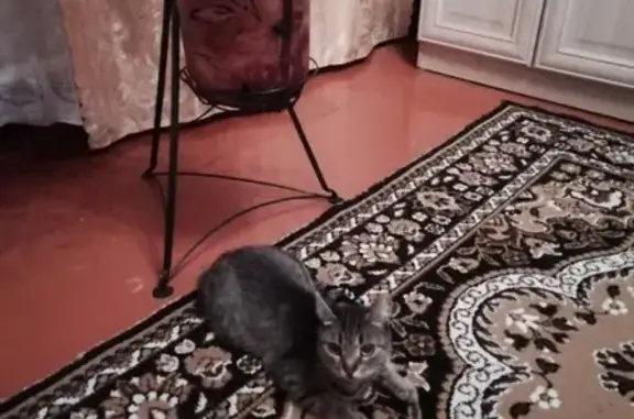 Пропала кошка в районе Парма, Мурманская-Северная-3ей ударной армии