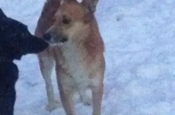 Собака без сопровождения на ул. Ломоносова, Мурманск