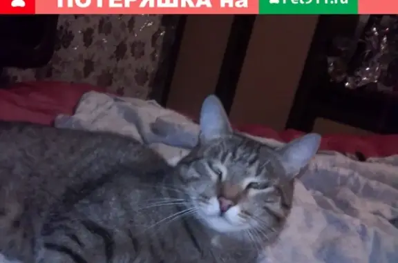 Пропали кошка и кот в Балахне на Чапаева