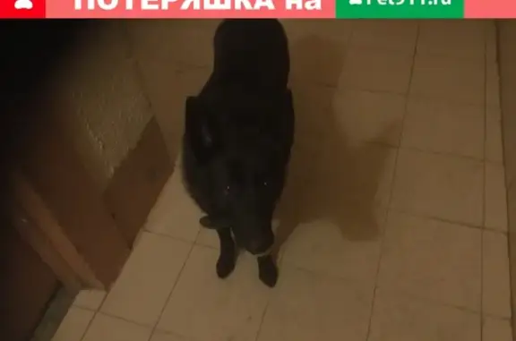 Потерянный пёс на Гаккелевской