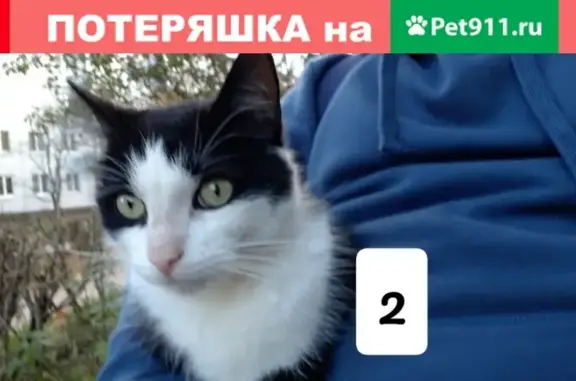 Пропала кошка Гоша в Сясьстройском поселении