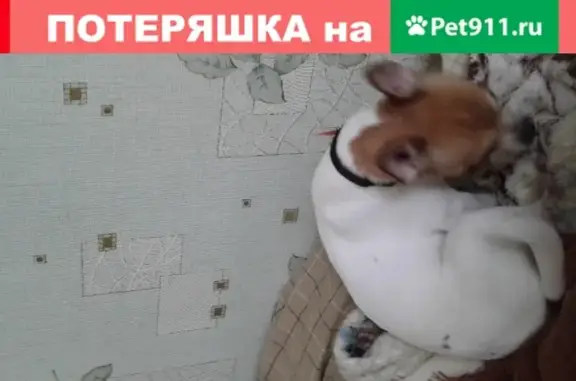 Найдена собака в Волгоградском водохранилище.